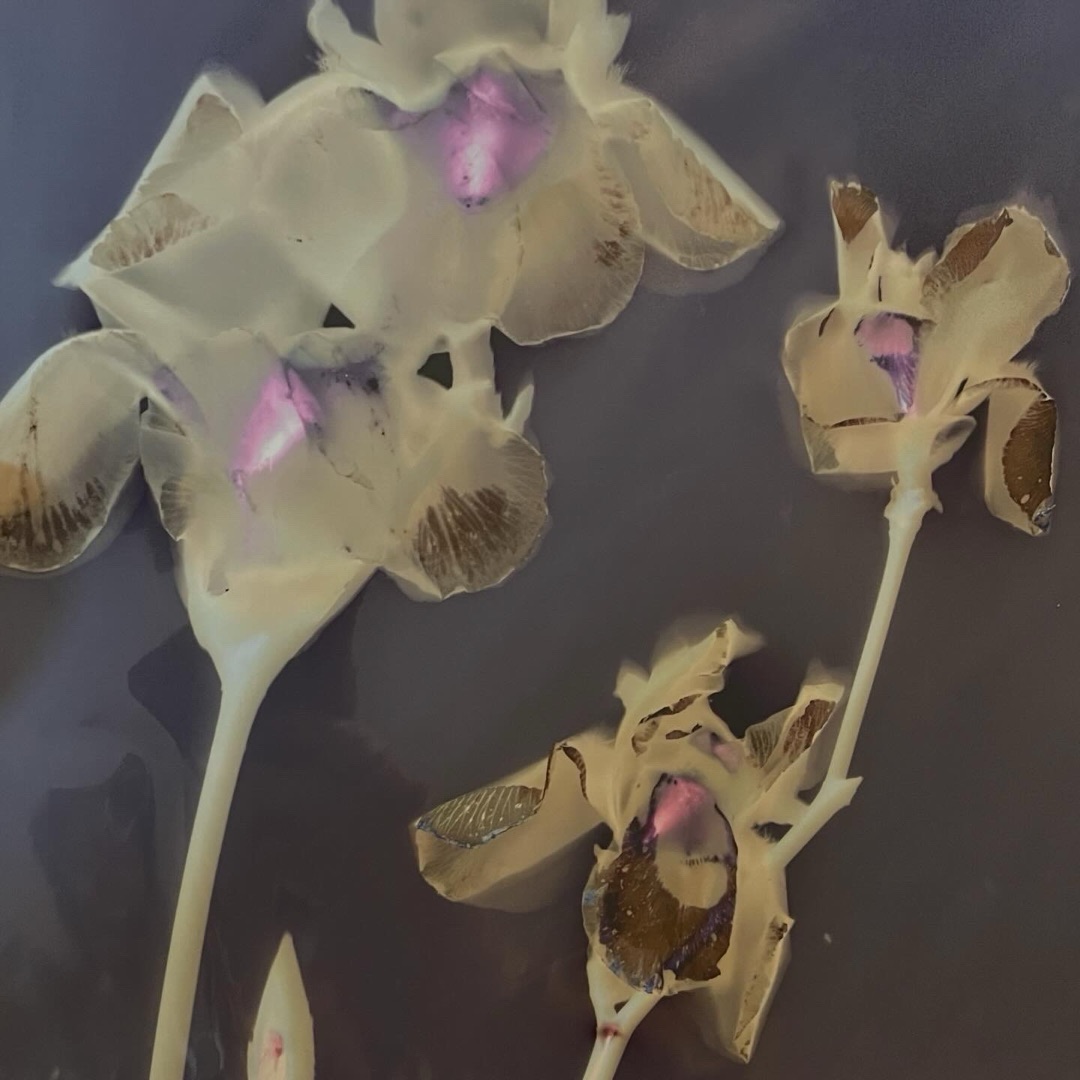 X-ray Irises 8”x10”