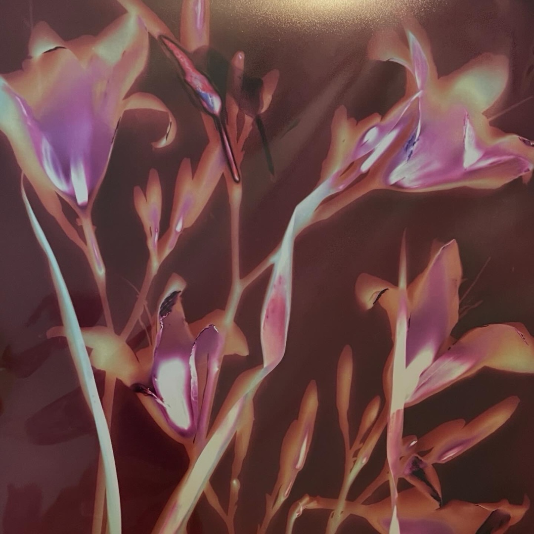 Tiger Lilies 8”x10”