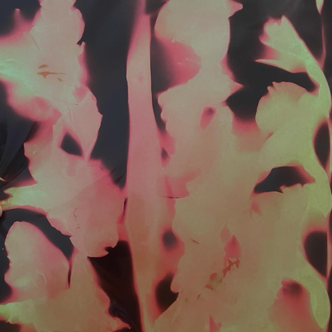 Gladiolus Heat 8”x10”